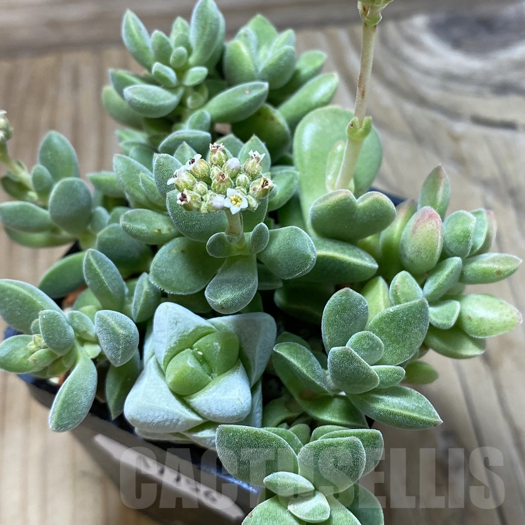 SH17756 Crassula hybrid mix