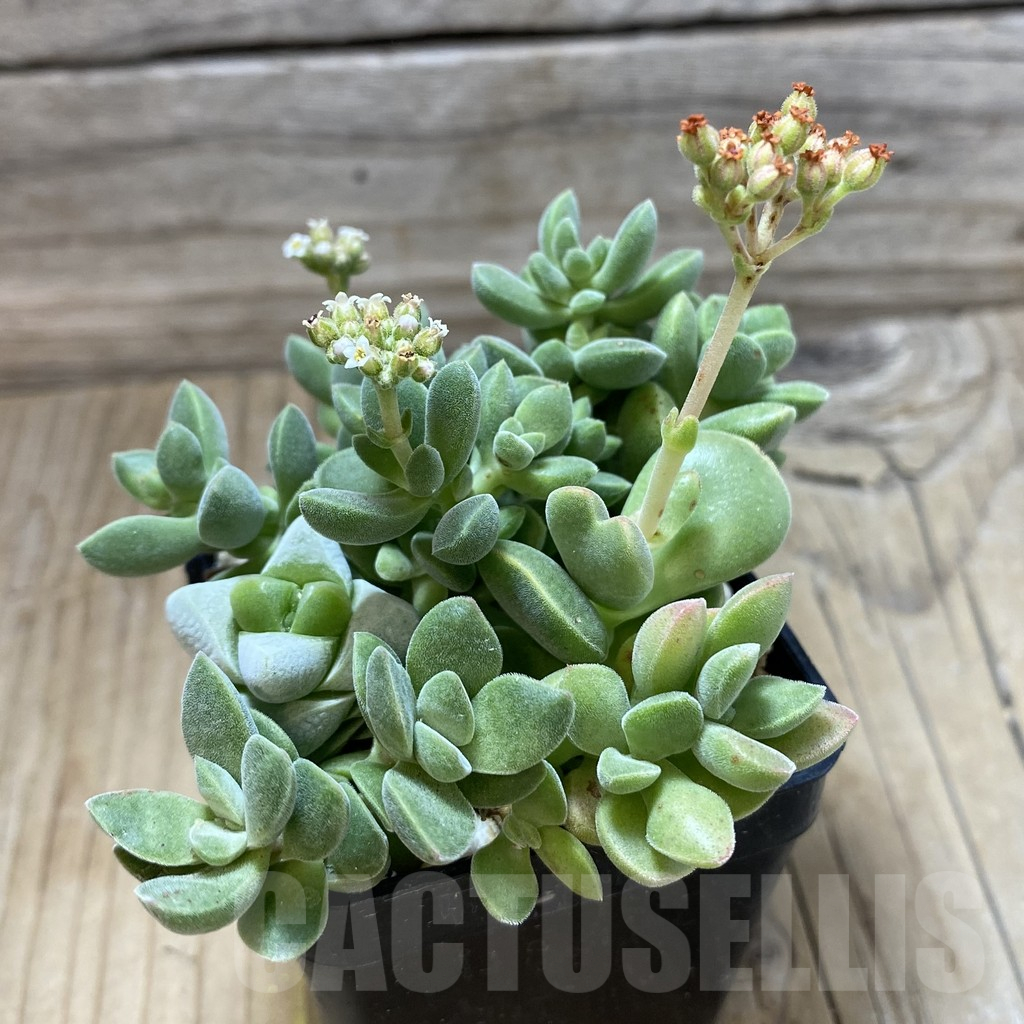 SH17756 Crassula hybrid mix - Image 2
