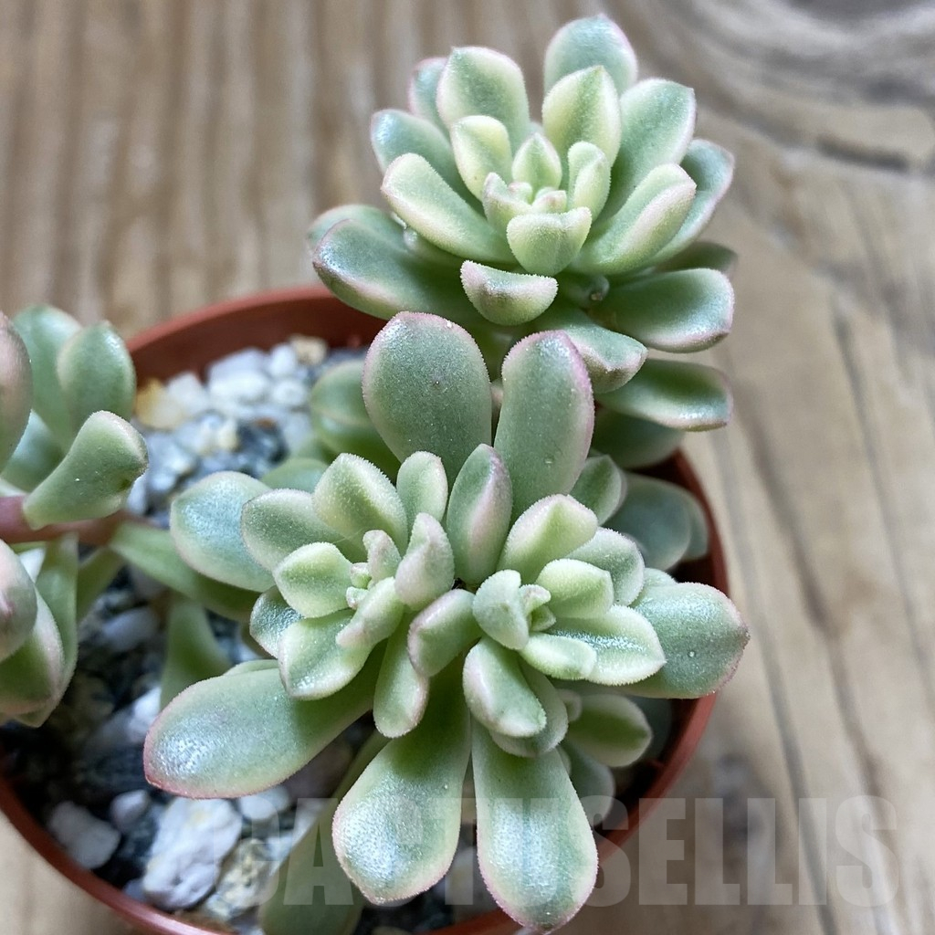 SH17758 Sedum 'Joyce Tulloch' f. variegata – Image 2