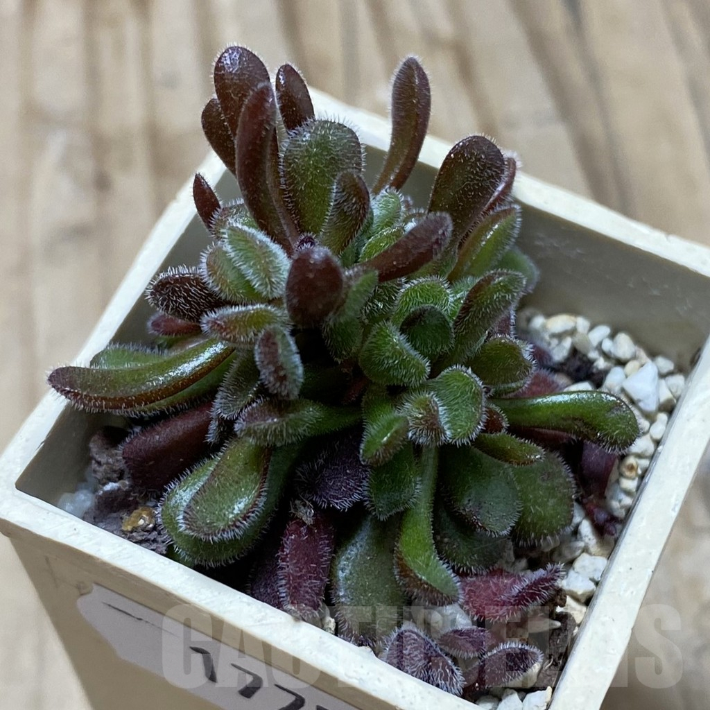 SH17759 Crassula pubescens - Image 2