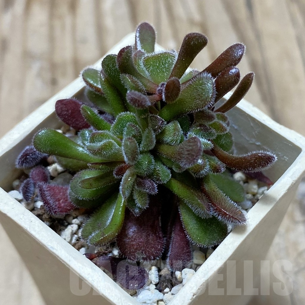 SH17759 Crassula pubescens