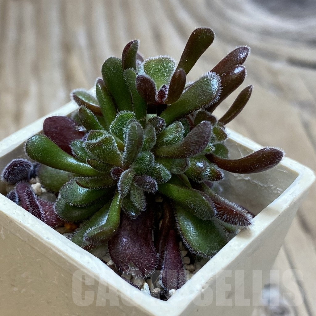 SH17759 Crassula pubescens - Image 3