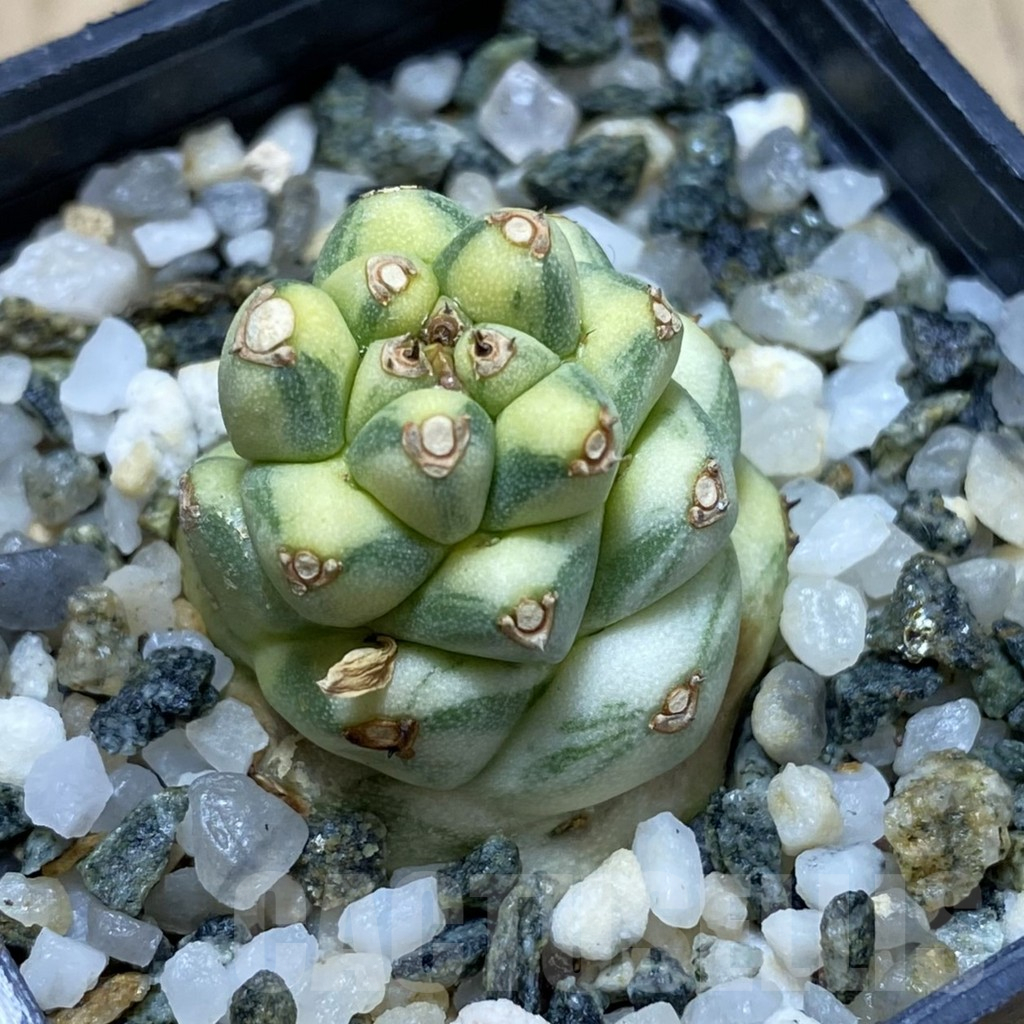 SH17760 Monadenium ritchiei f. variegata