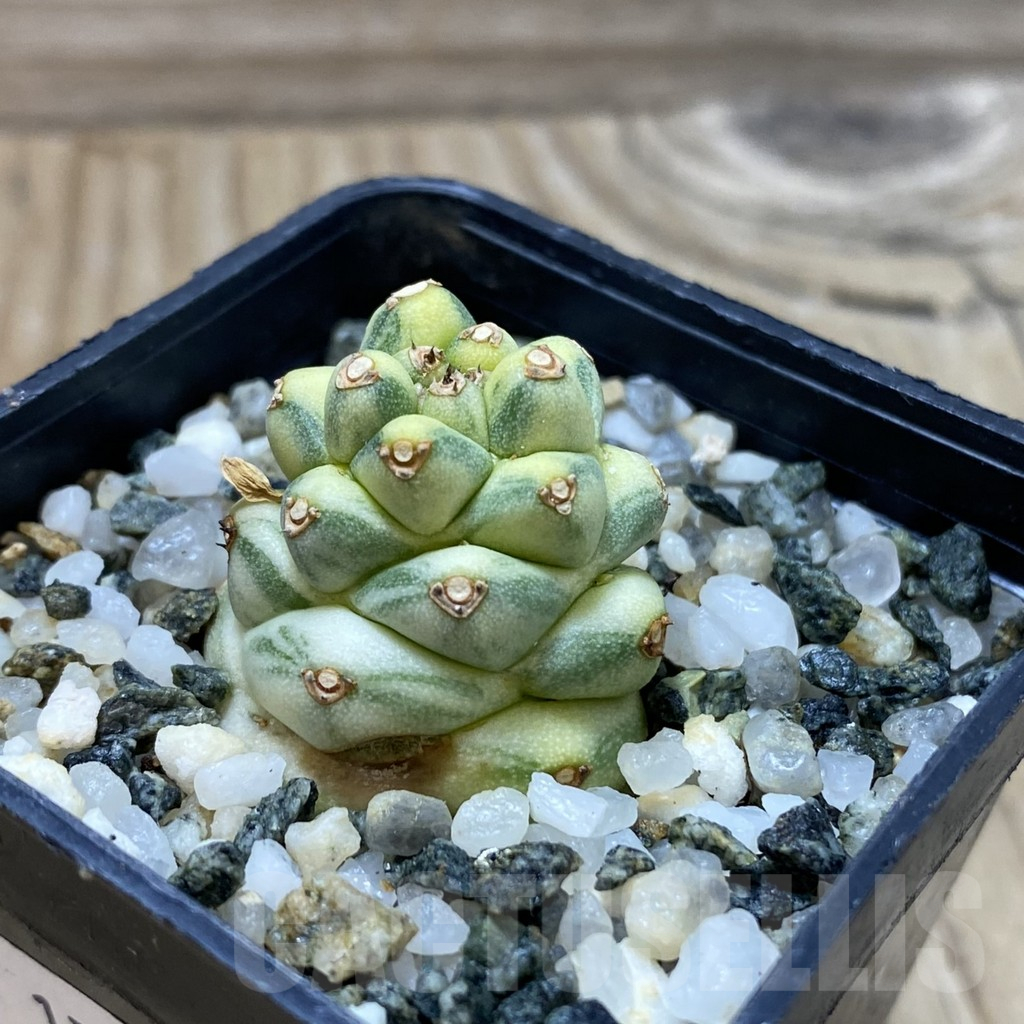 SH17760 Monadenium ritchiei f. variegata - immagine 2