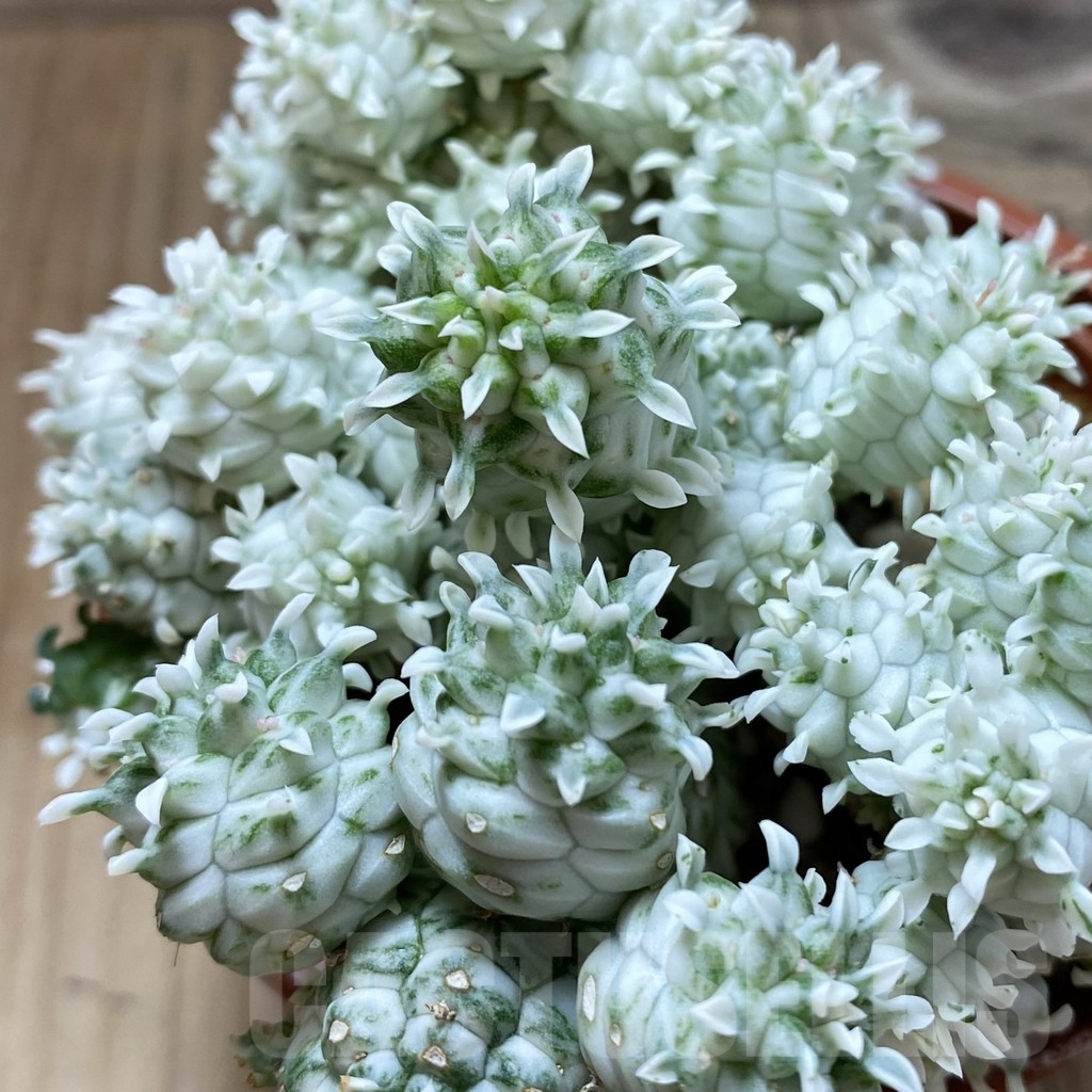 SH17761 Euphorbia mammillaris f. variegata