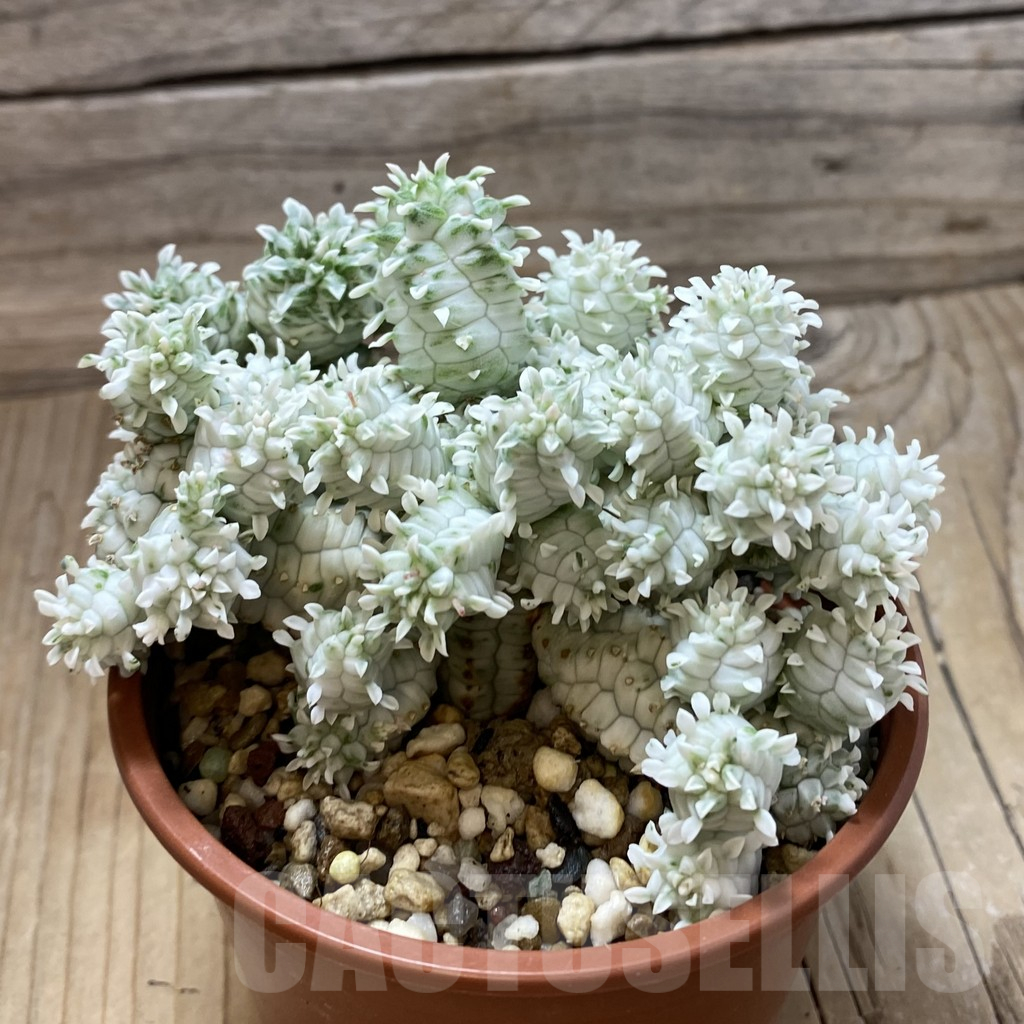 SH17761 Euphorbia mammillaris f. variegata - Image 2