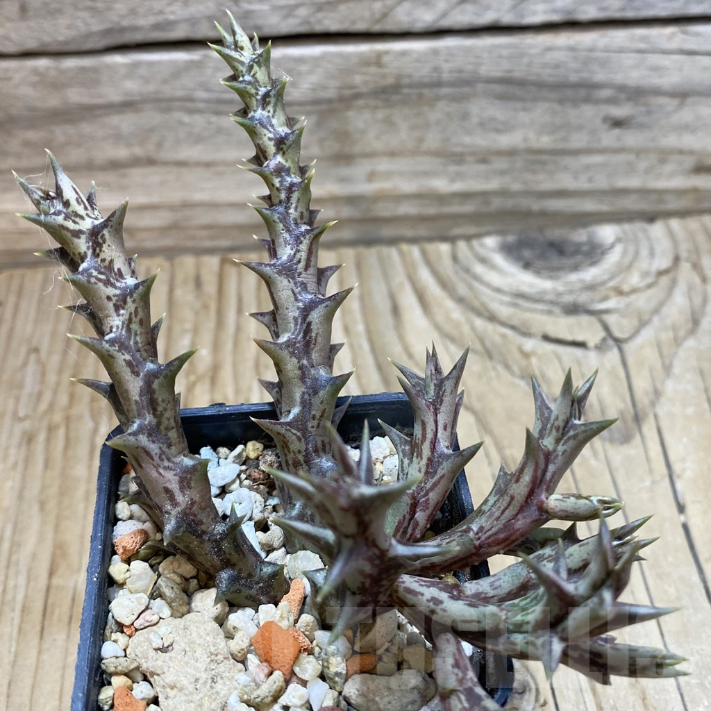 SH17764 Caralluma dummeri - Image 2