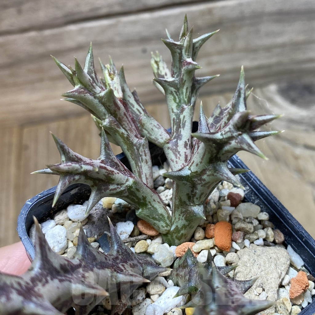 SH17764 Caralluma dummeri - Image 3