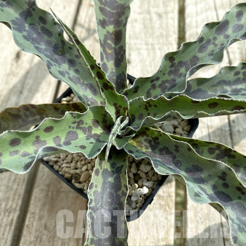 SH17840 Mangave 'Chocolate Chip'