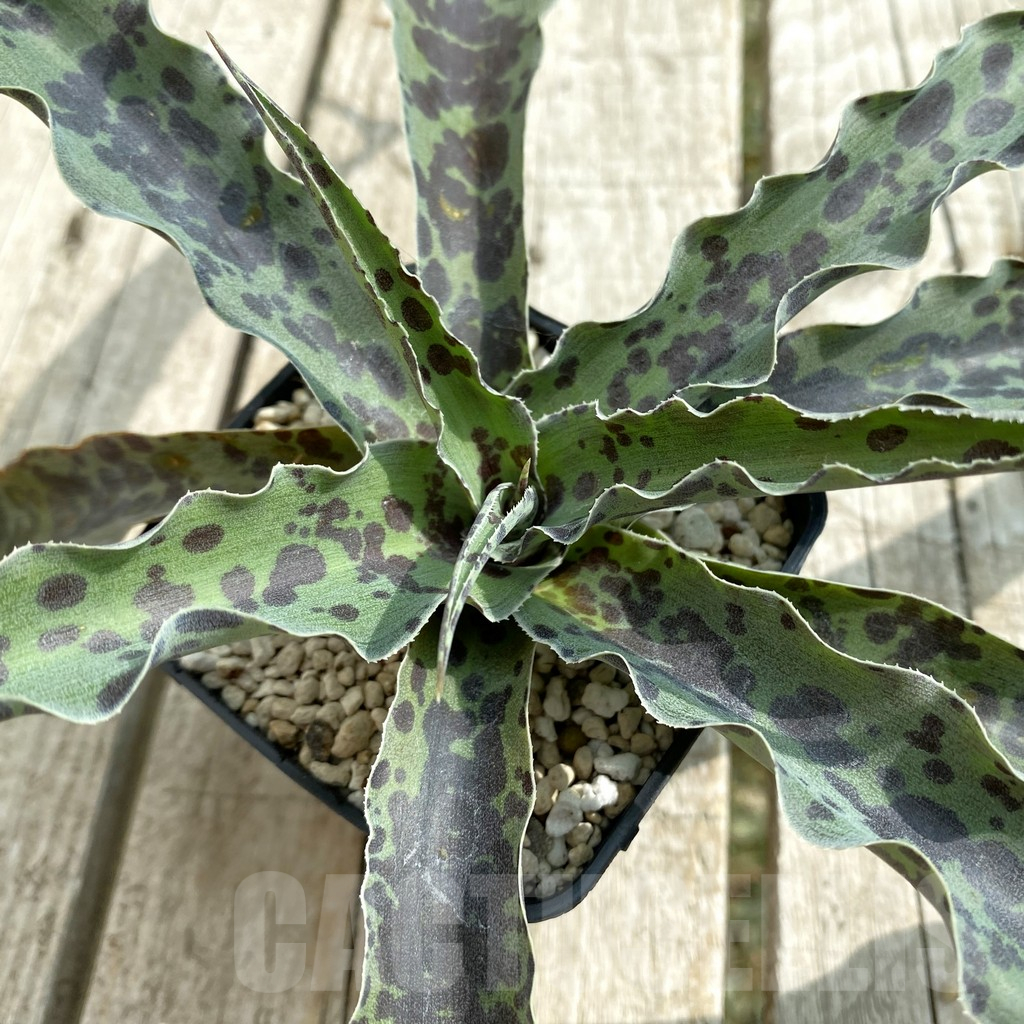 SH17840 Mangave 'Chocolate Chip'