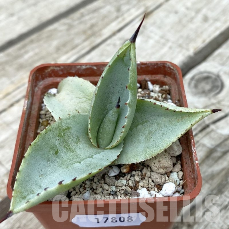 SH17808 Agave 'Blue Wave' colorata x celsii
