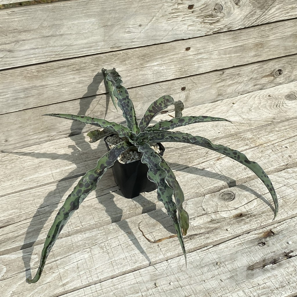 SH17840 Mangave 'Chocolate Chip' - 画像 (2)