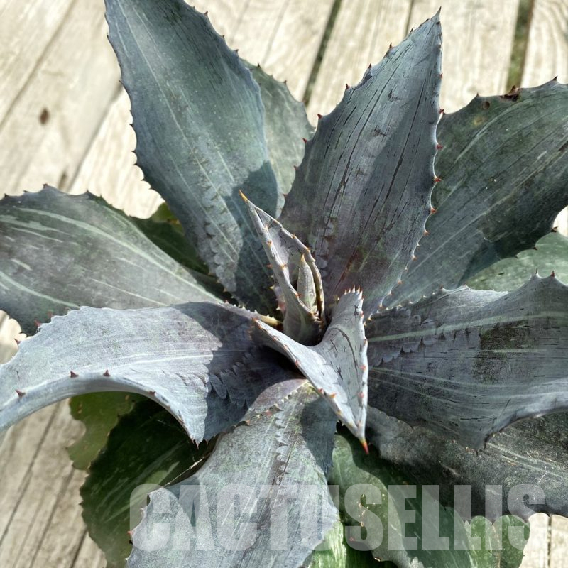 SH17841 Mangave 'Night Owl'