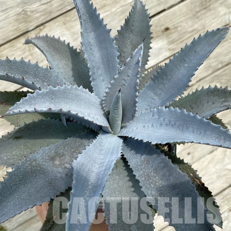 SH17842 Mangave ‘Silver Fox’