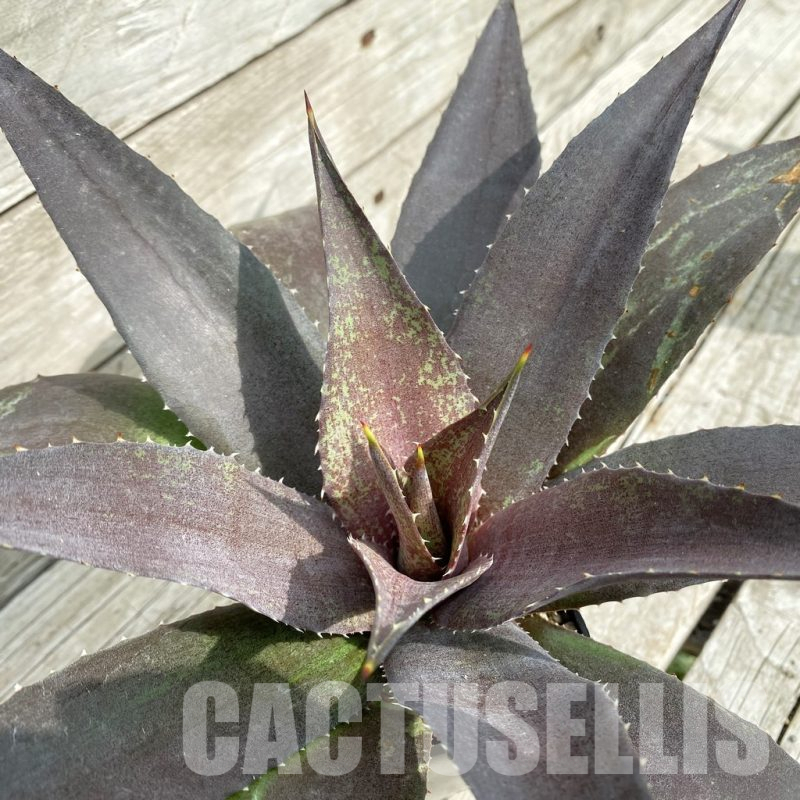 SH17843 Mangave ‘Red Wing’