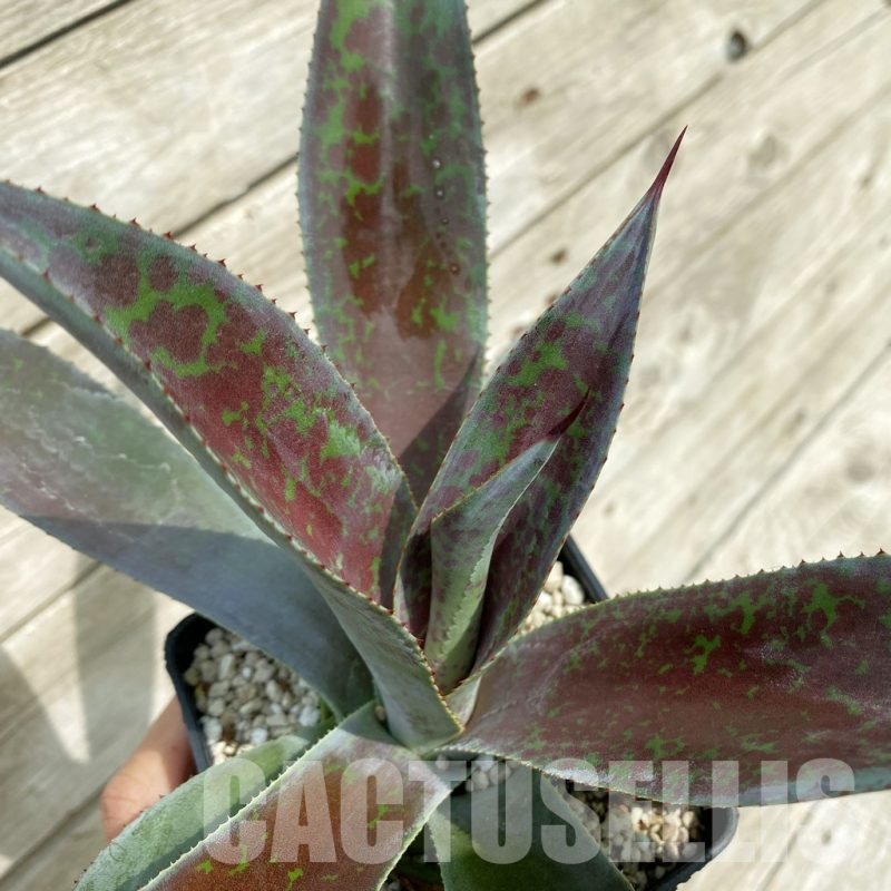 SH17844 Mangave ‘Blazing Saddles’