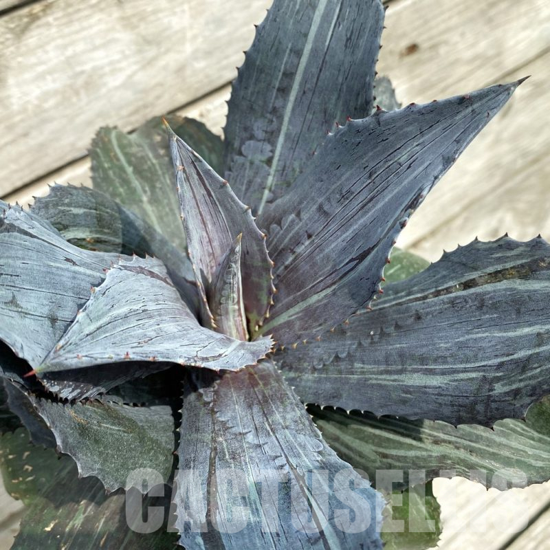 SH17846 Mangave 'Night Owl'