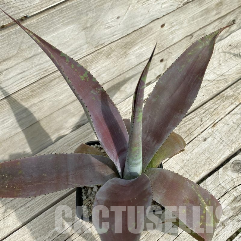 SH17847 Mangave ‘Mission to Mars’