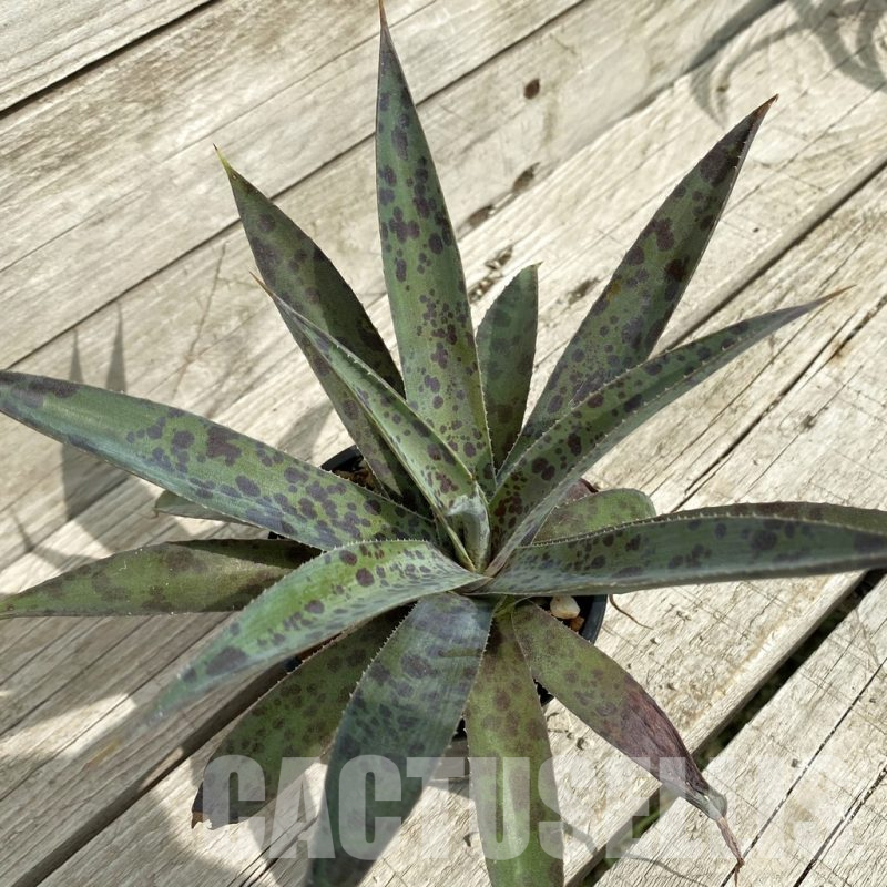 SH17848 Mangave 'Pineapple Express'