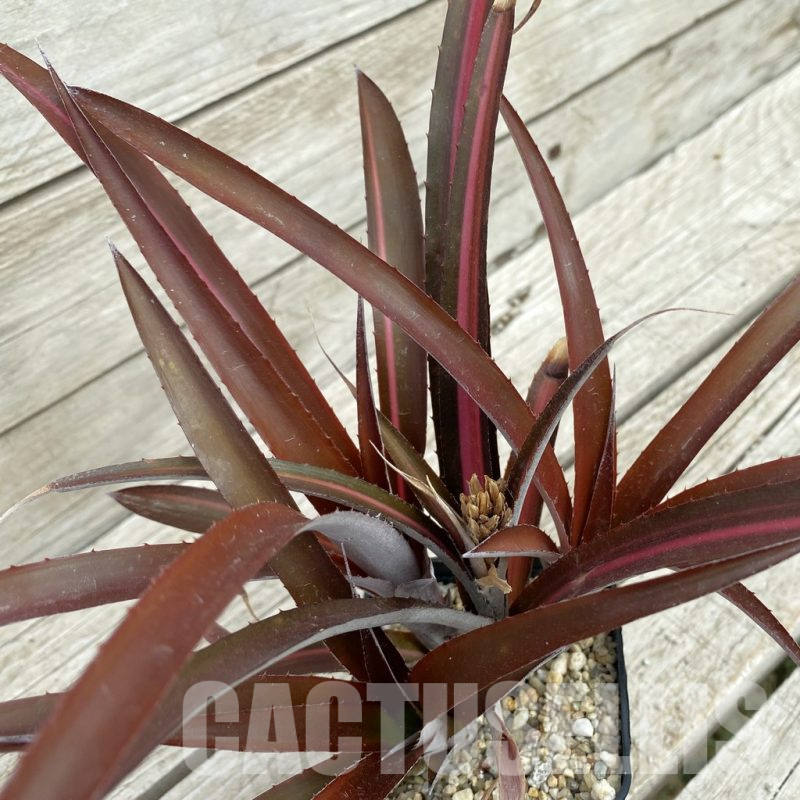 SH17849 Biltanthus 'Red Burst'