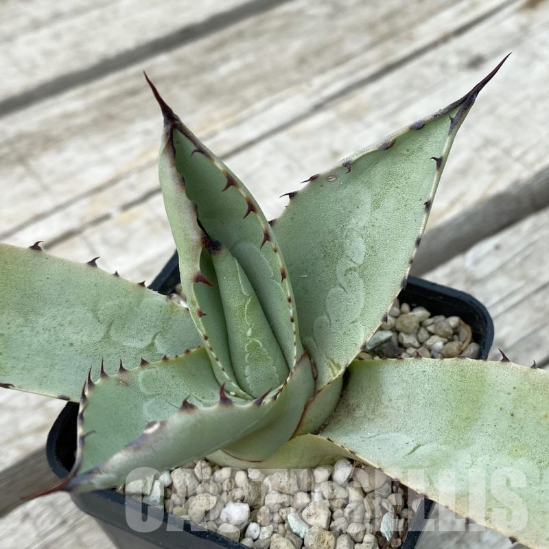 SH17809 Agave parryi v. truncata