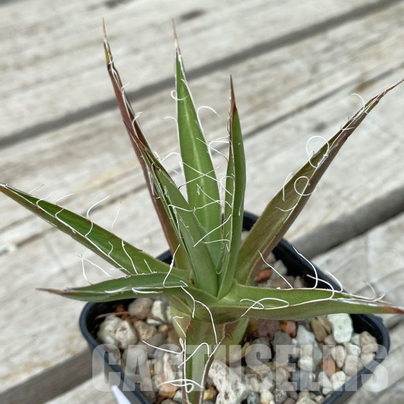 SH17810 Agave multifilifera