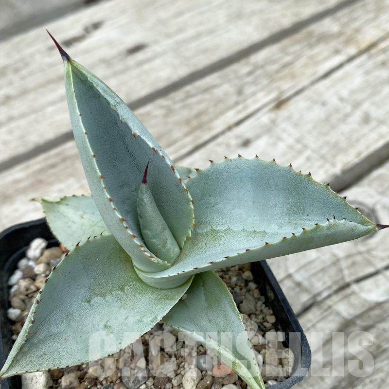 SH17811 Agave ‘Blue Wave’ colorata x celsii