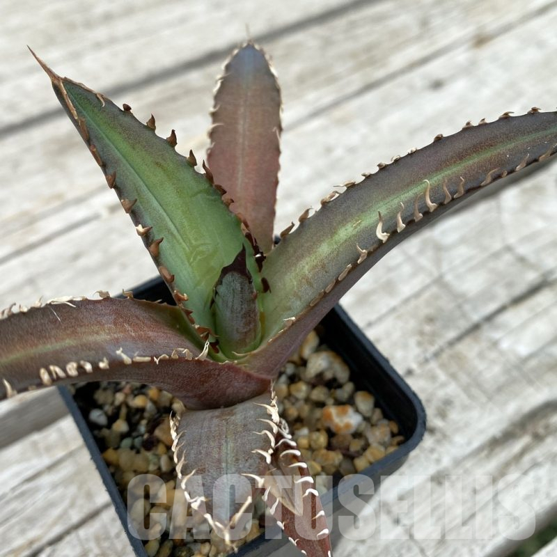 SH17812 Agave titanota ‘Red Catweazle’