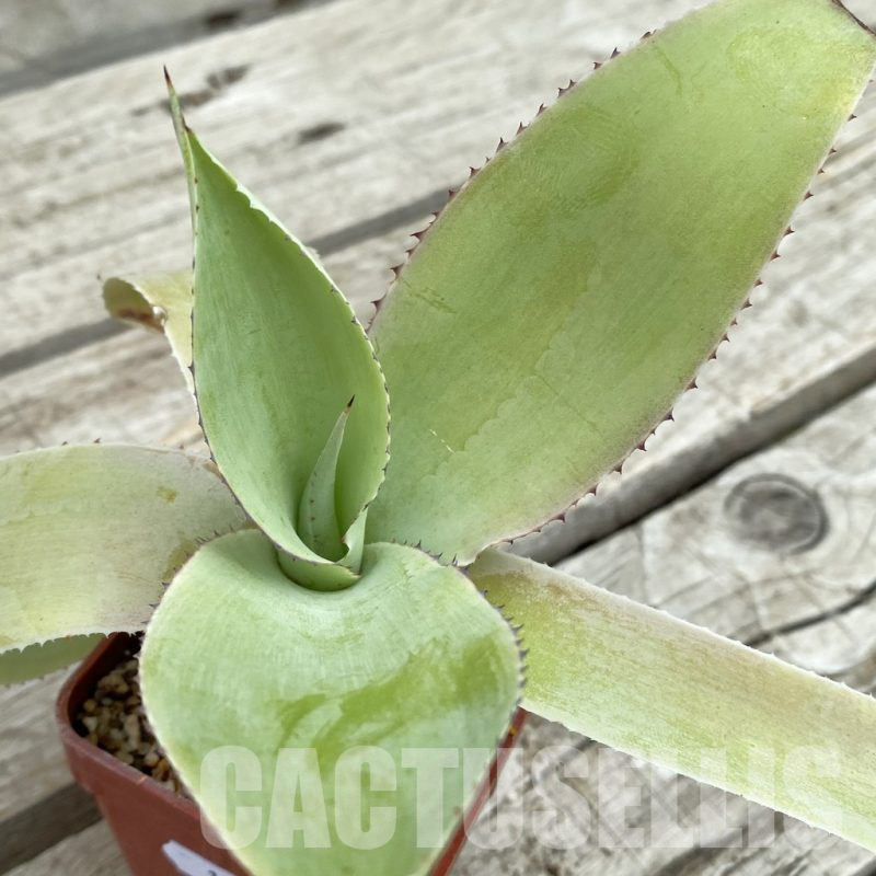 SH17814 Agave gypsicola