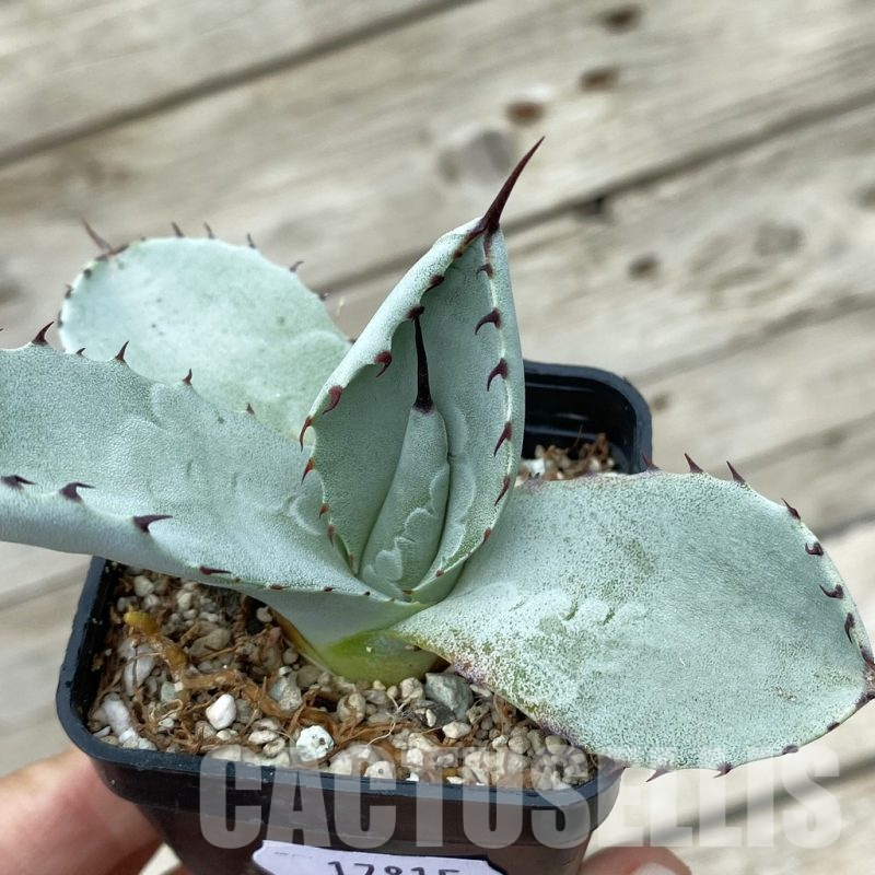SH17815 Agave parryi v. truncata
