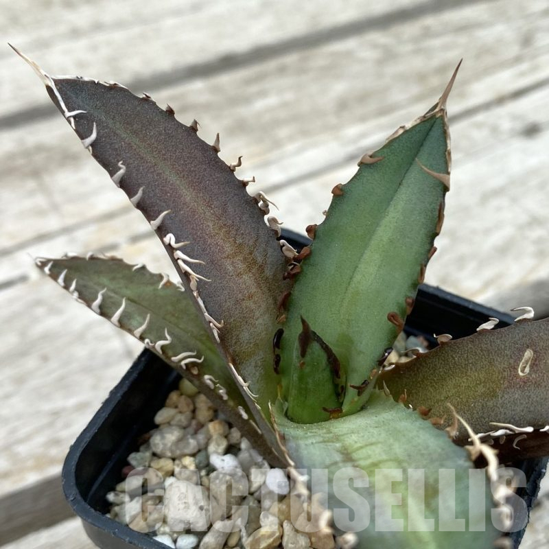 SH17816 Agave titanota ‘Red Catweazle’