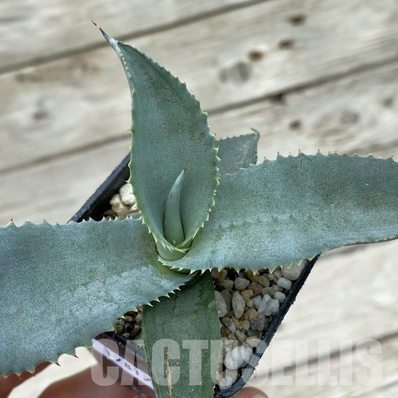 SH17817 Agave gypsophila ‘Curly’