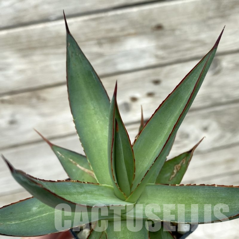 SH17818 Agave ‘Romanii Minor’