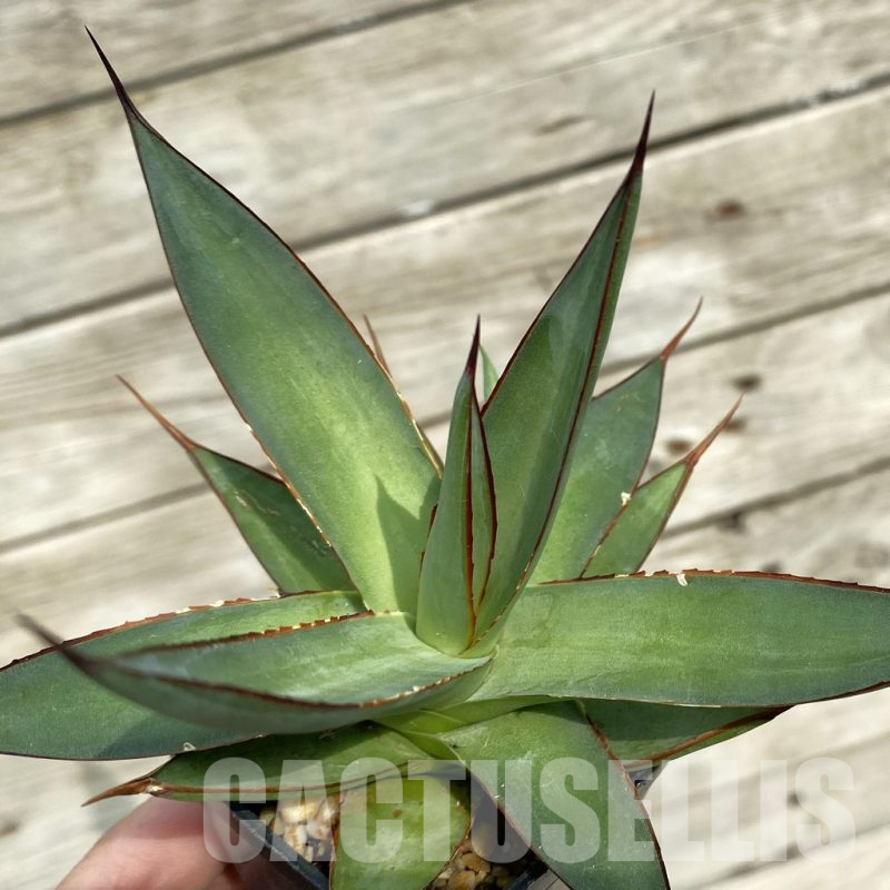 SH17819 Agave ‘Romanii Minor’