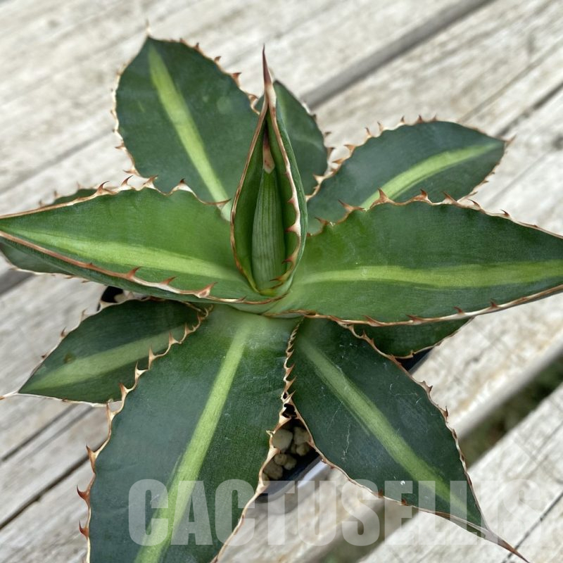 SH17820 Agave lophantha ‘Double Green’
