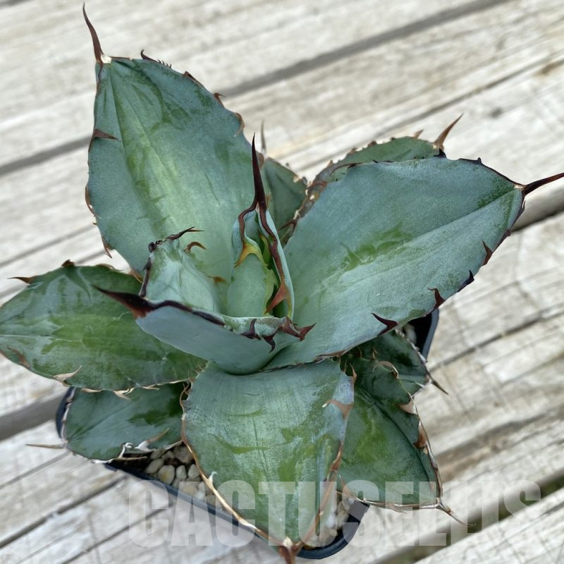 SH17821 Agave titanota ‘Black and Blue’