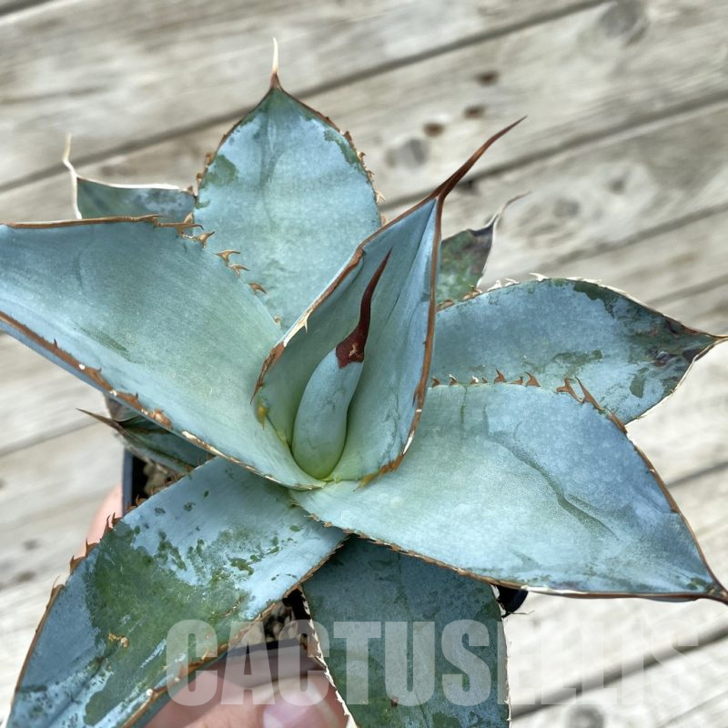SH17822 Agave titanota ‘White ice’