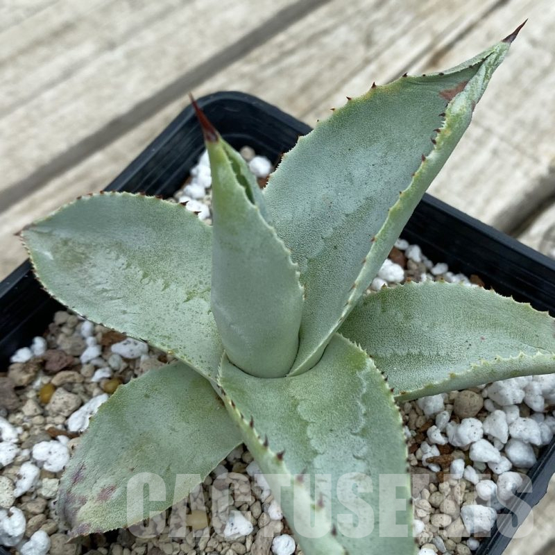 SH17825 Agave pygmaea ‘Dragon Toes’