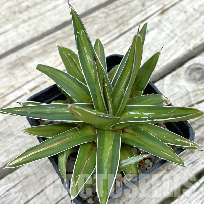 SH17827 Agave victoriae-reginae ‘Mediopicta’