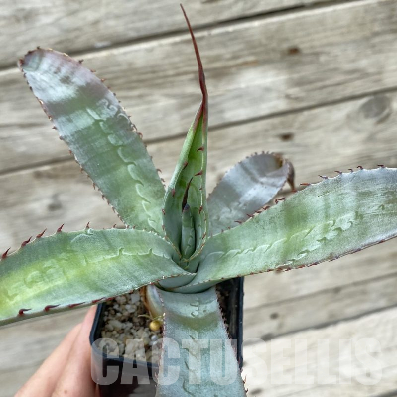 Agave – Cactus-online