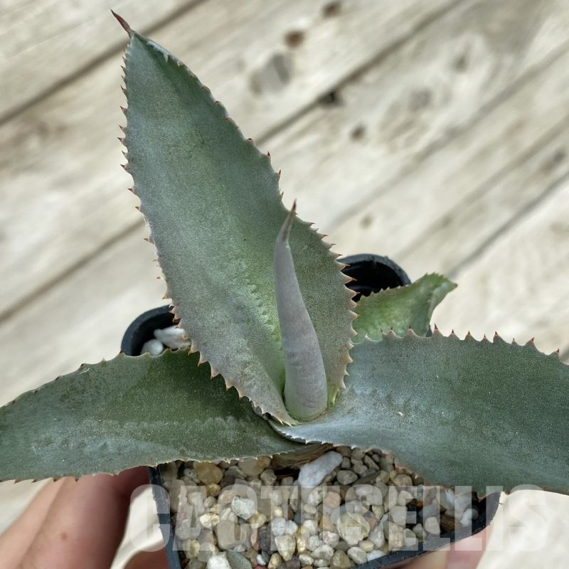 SH17830 Agave gypsophila ‘Curly’