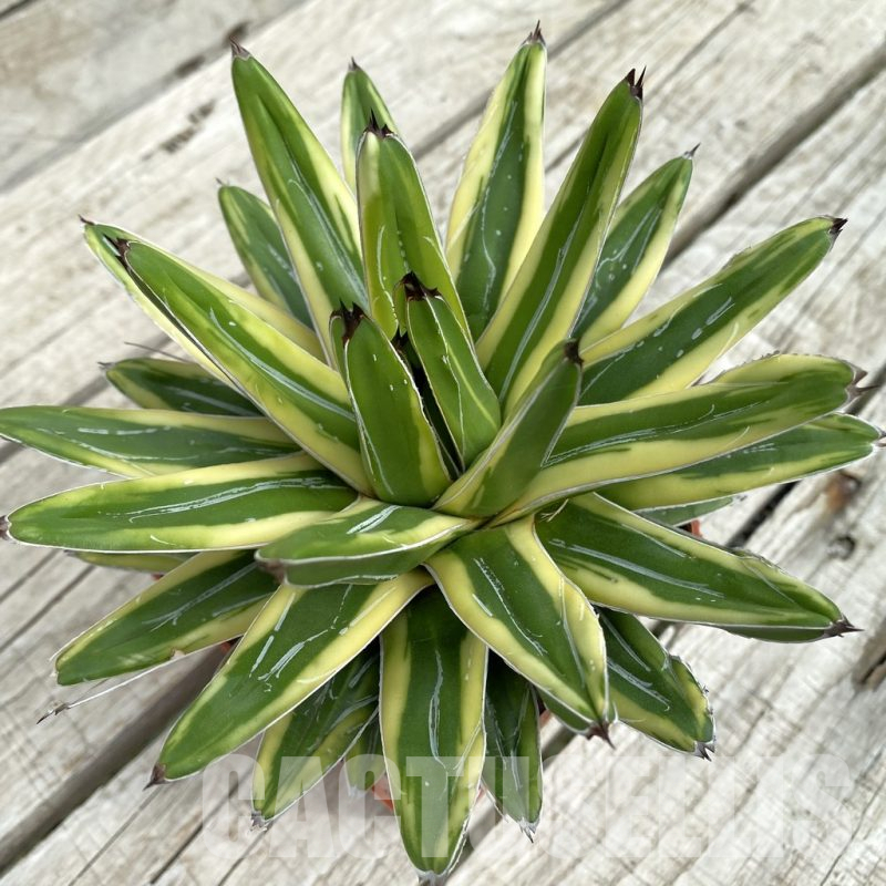 SH17831 Agave victoriae-reginae f. variegata