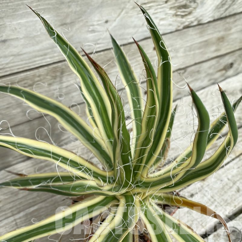 SH17832 Agave filifera f. compacta marginata