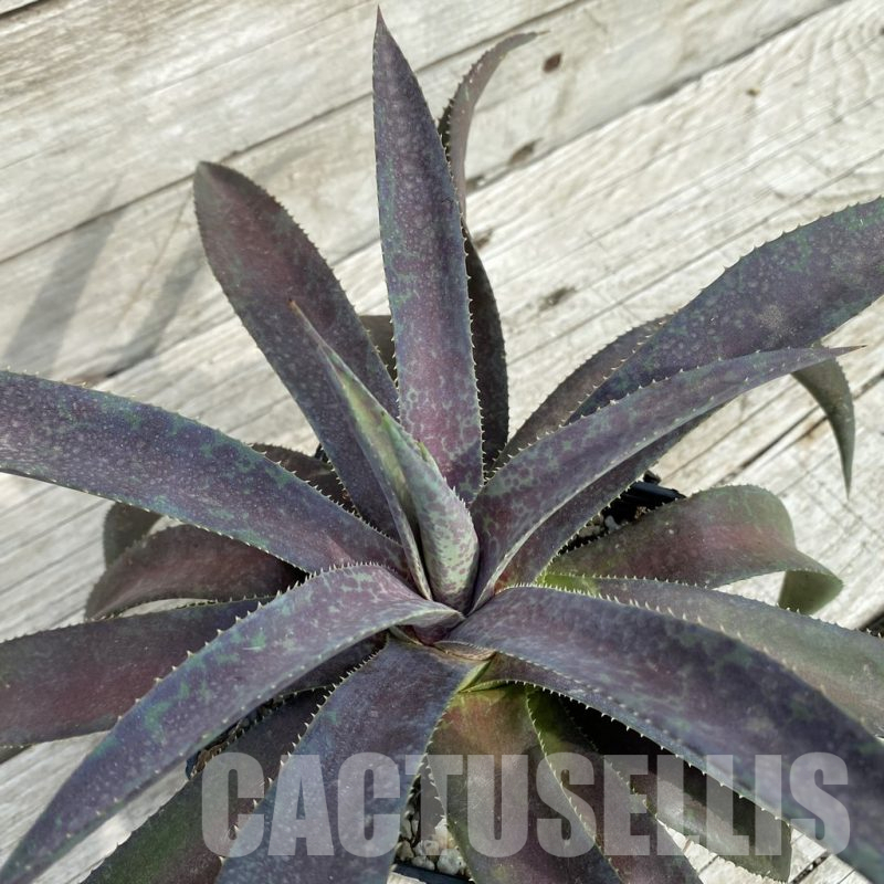 SH17835 Mangave ‘Blazing Saddles’