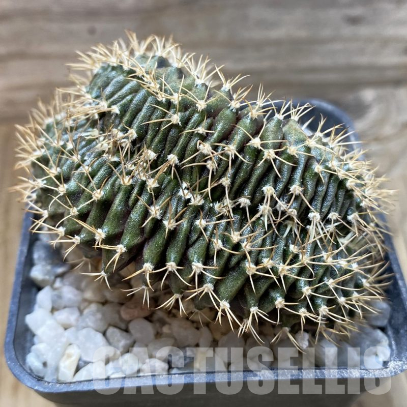 SH17957 Gymnocalycium mihanovichii f. cristata