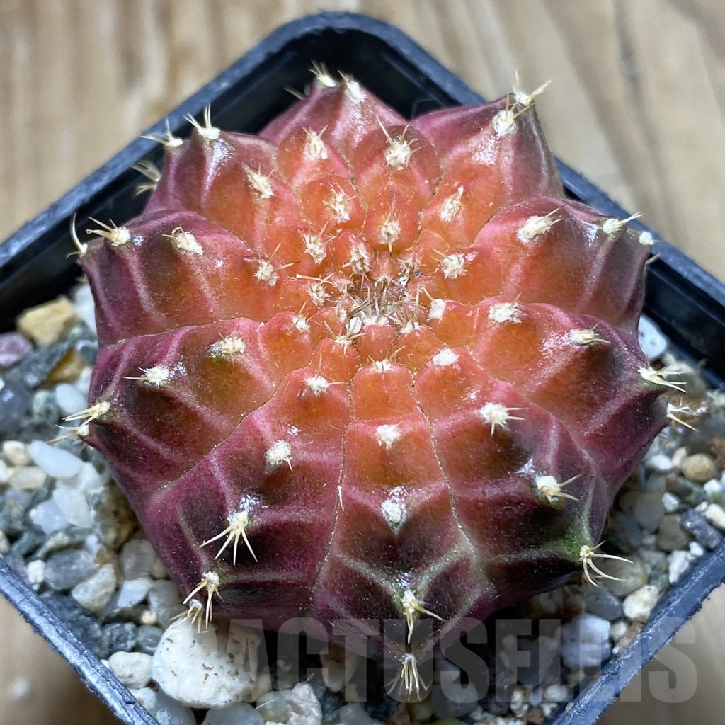 SH17990 Gymnocalycium mihanovichii ‘Neon’ hybrid, seedling