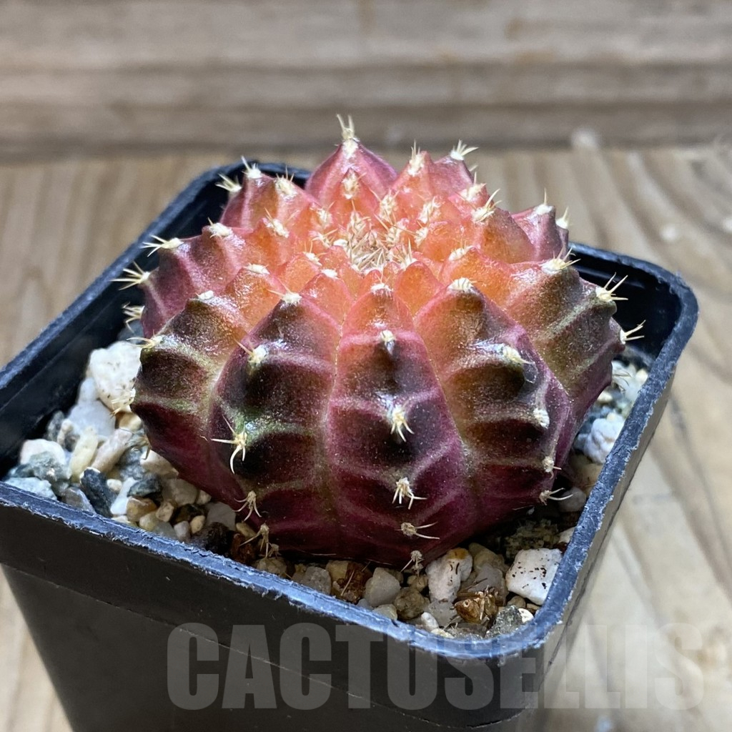 SH17990 Gymnocalycium mihanovichii ‘Neon’ hybrid, seedling - Image 2