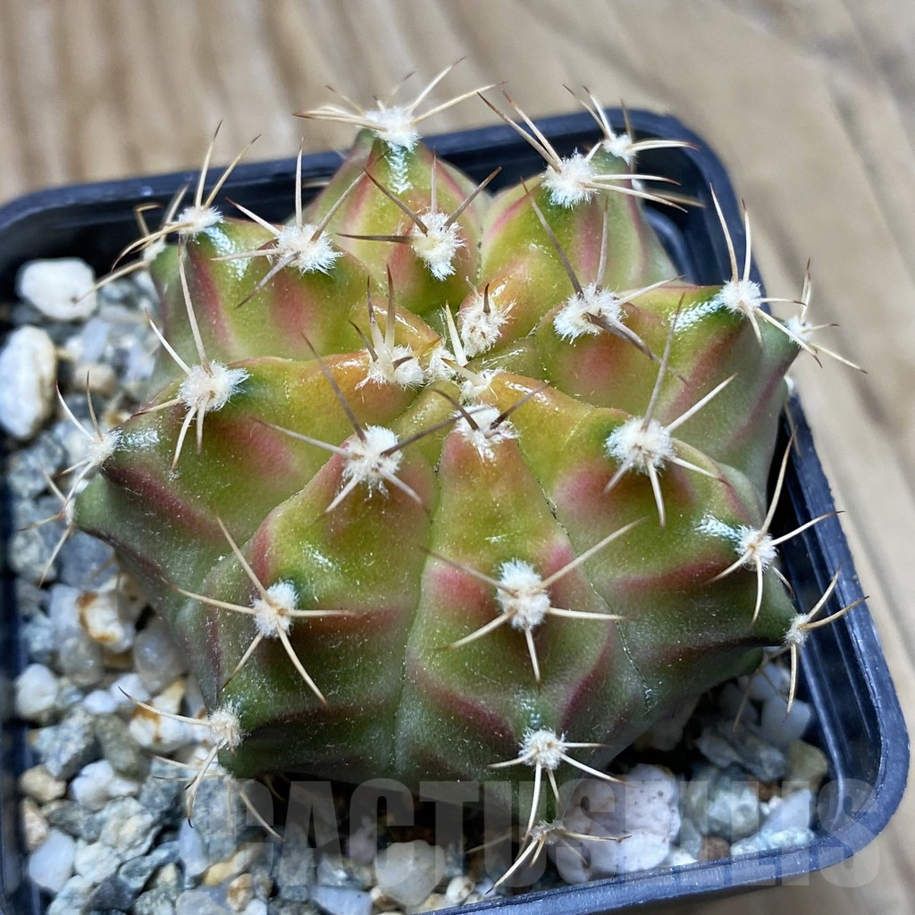 SH17992 Gymnocalycium mihanovichii 'Neon Green', seedling