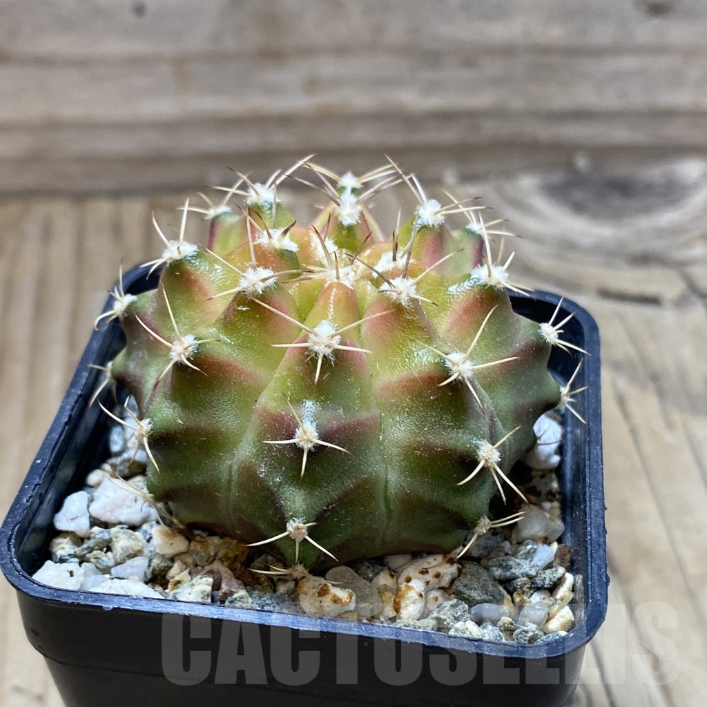 SH17992 Gymnocalycium mihanovichii 'Neon Green', seedling - Image 2