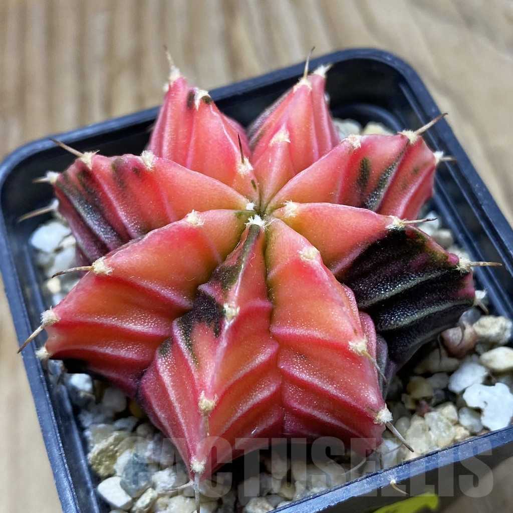 SH17993 Gymnocalycium friedrichii f. variegata, seedling
